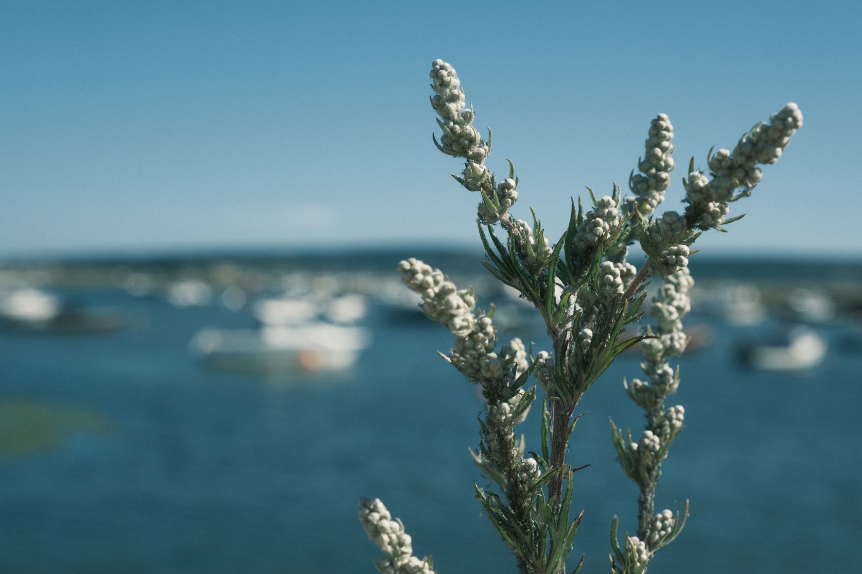 Fuji Five-O film recipe sample photo
