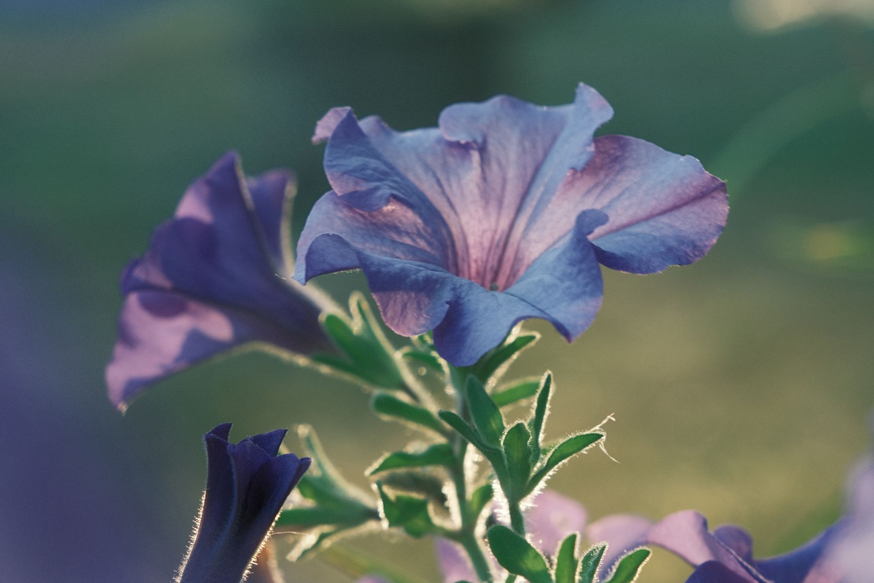 Fuji Five-O film recipe sample photo