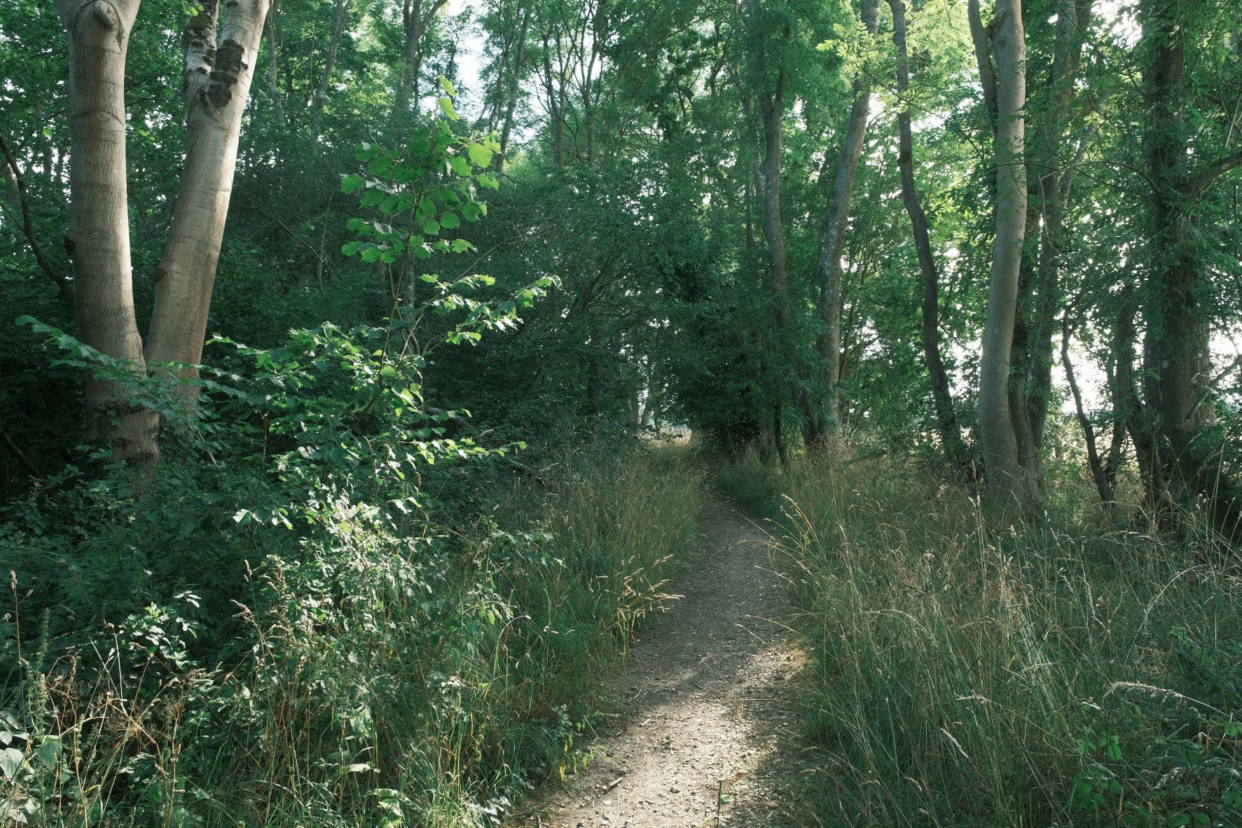 Fuji Five-O film recipe sample photo