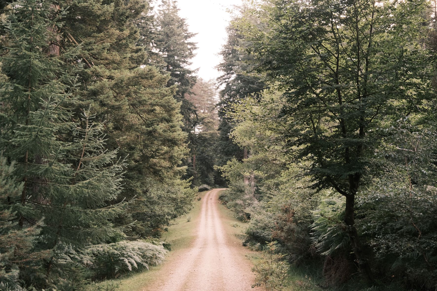 Classic Gold film recipe sample photo