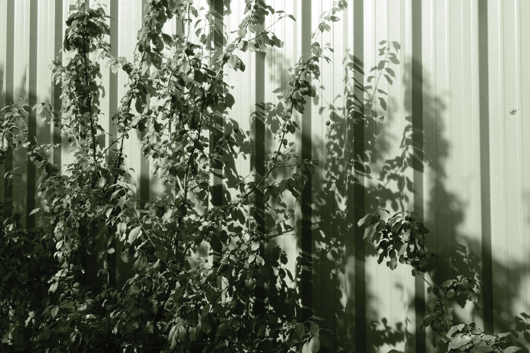 Emerald Mono film recipe sample photo
