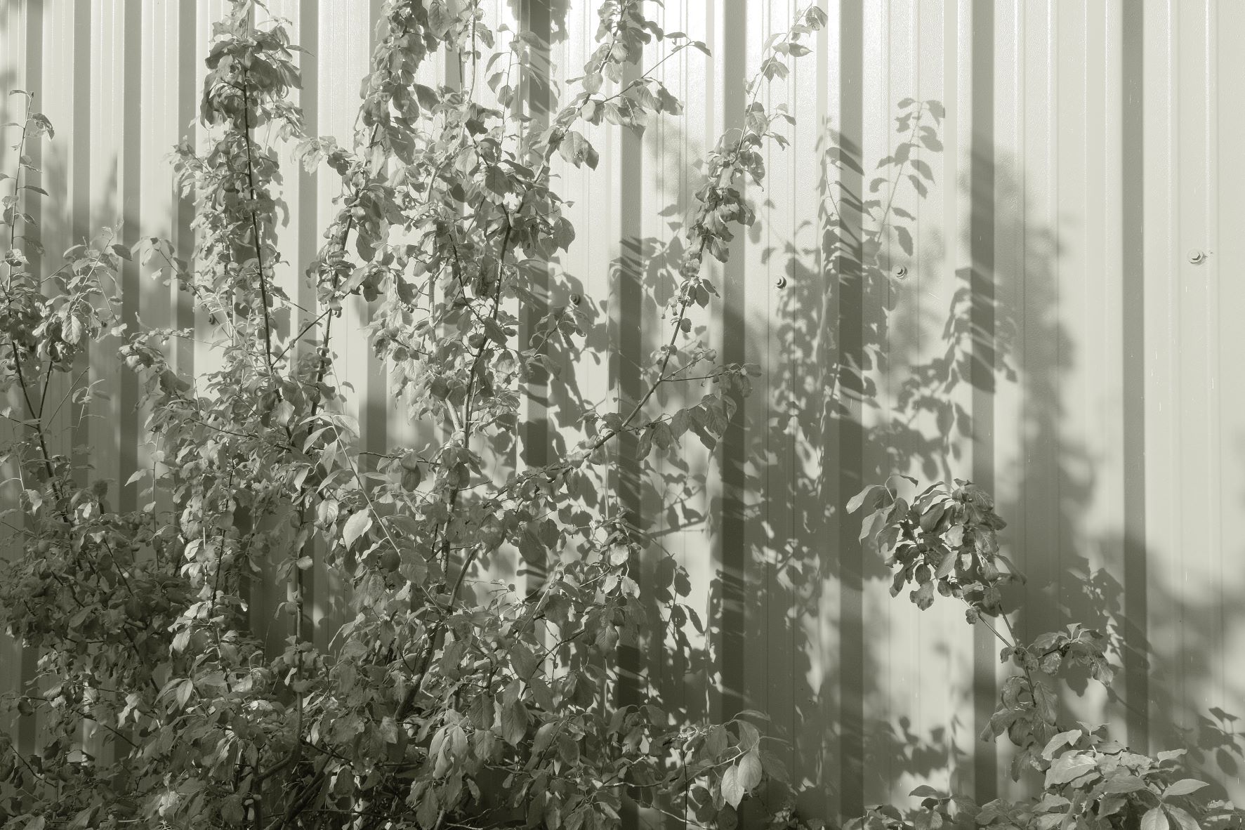 Liminal Mono film recipe sample photo