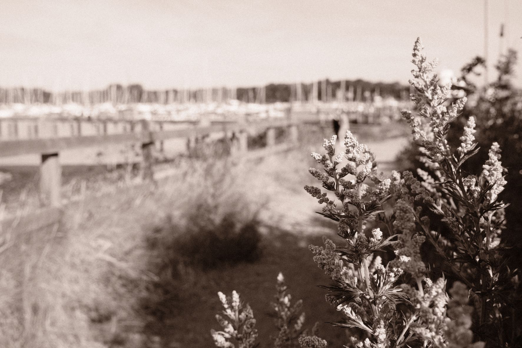 Bromide Mono film recipe sample photo