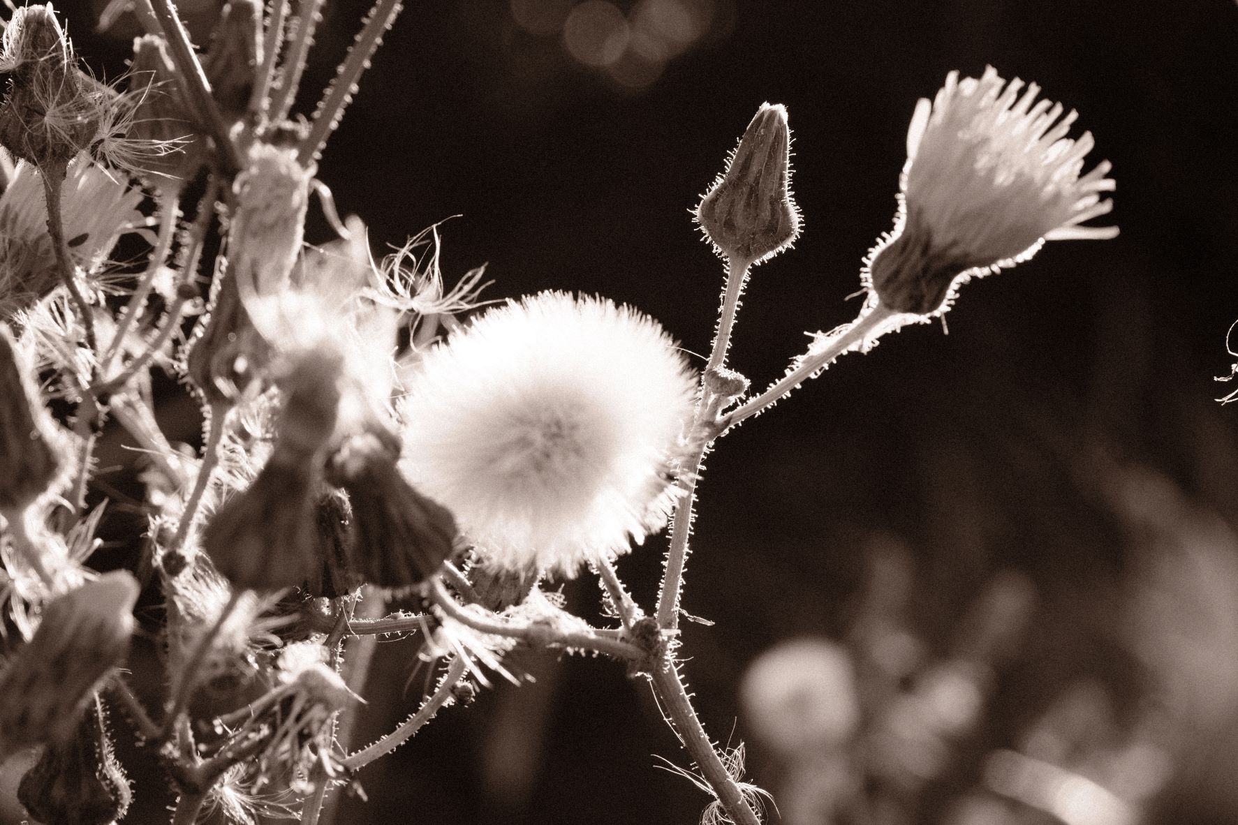 Bromide Mono film recipe sample photo