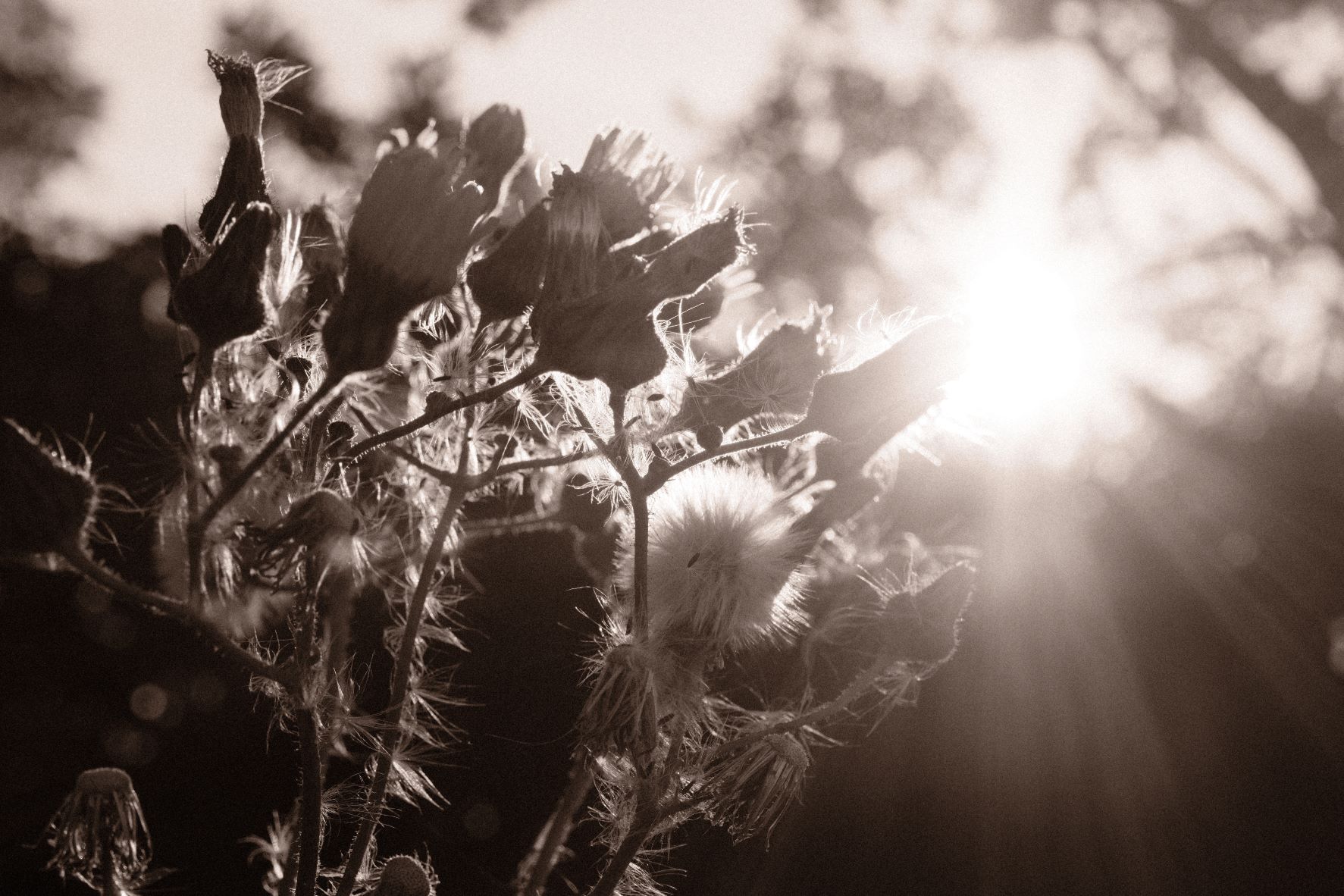 Bromide Mono film recipe sample photo