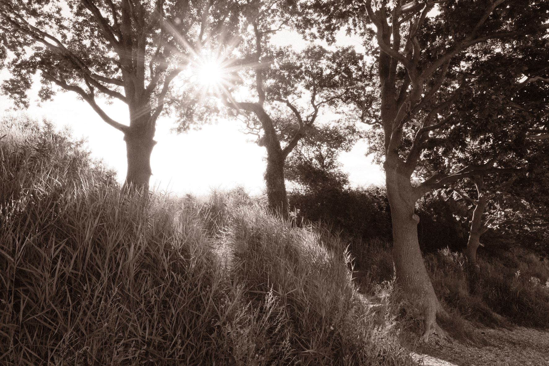 Bromide Mono film recipe sample photo