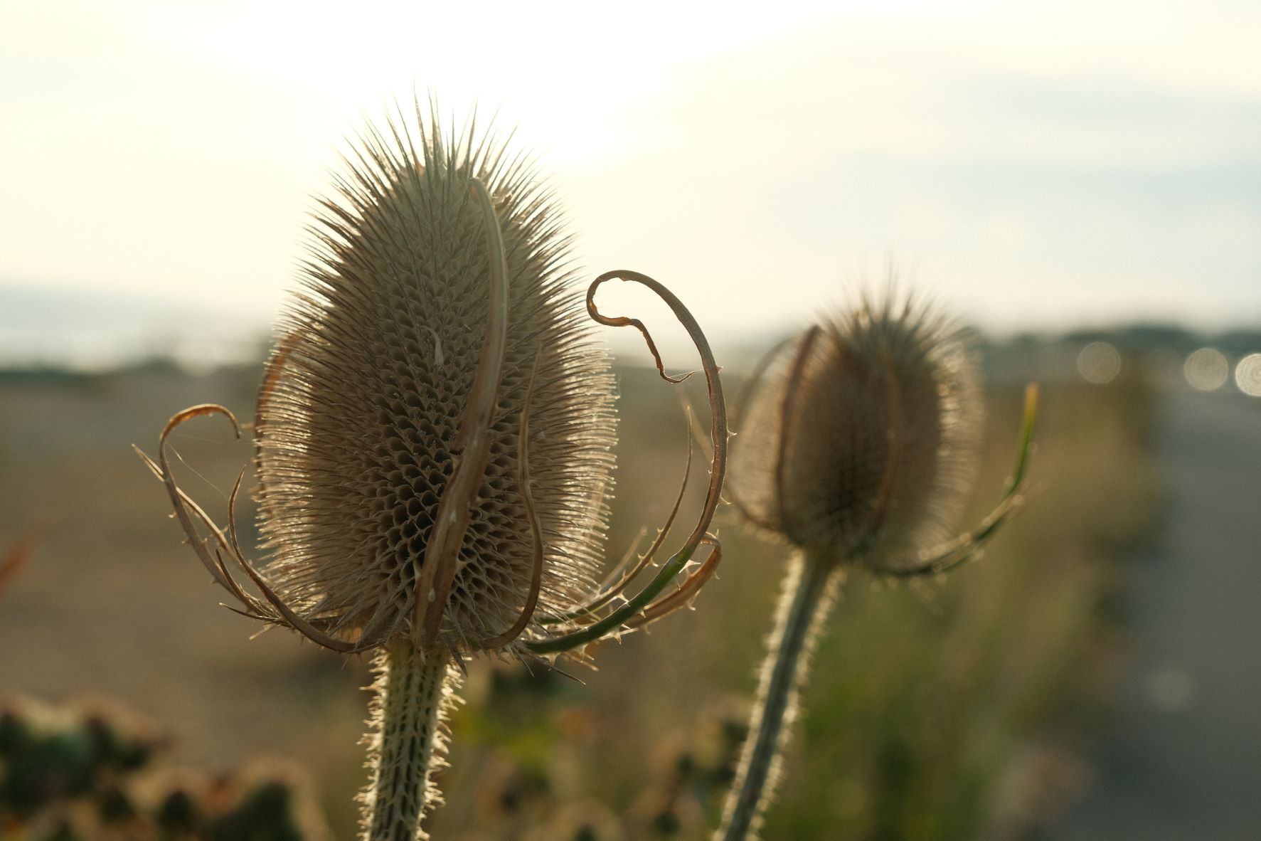 Kodak Portra Daily film recipe sample photo