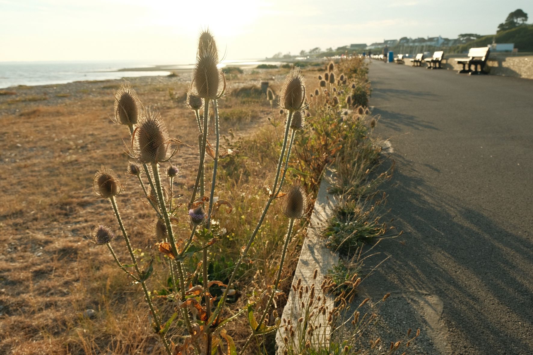 Kodak Portra Daily film recipe sample photo