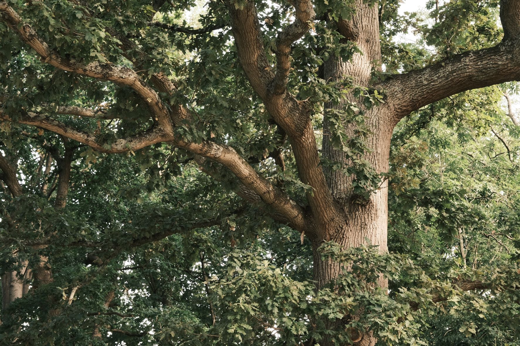 Nostalgic Fujicolor film recipe sample photo