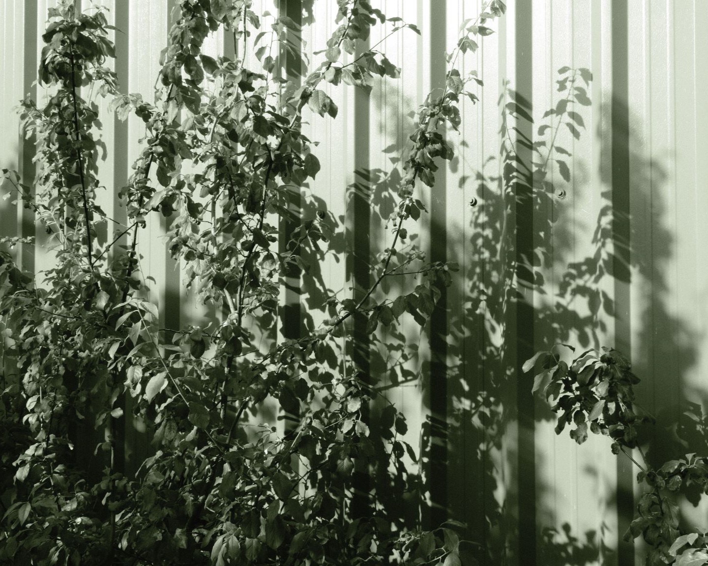 Emerald Mono, a Toned Mono for Nature