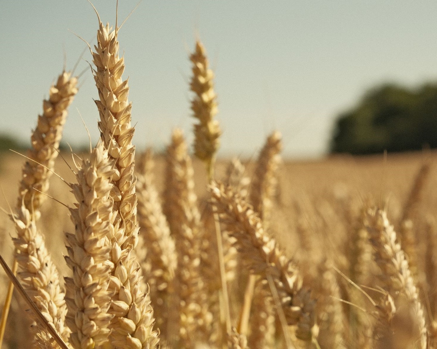 Festival Cream, for the Hazy Days of Summer