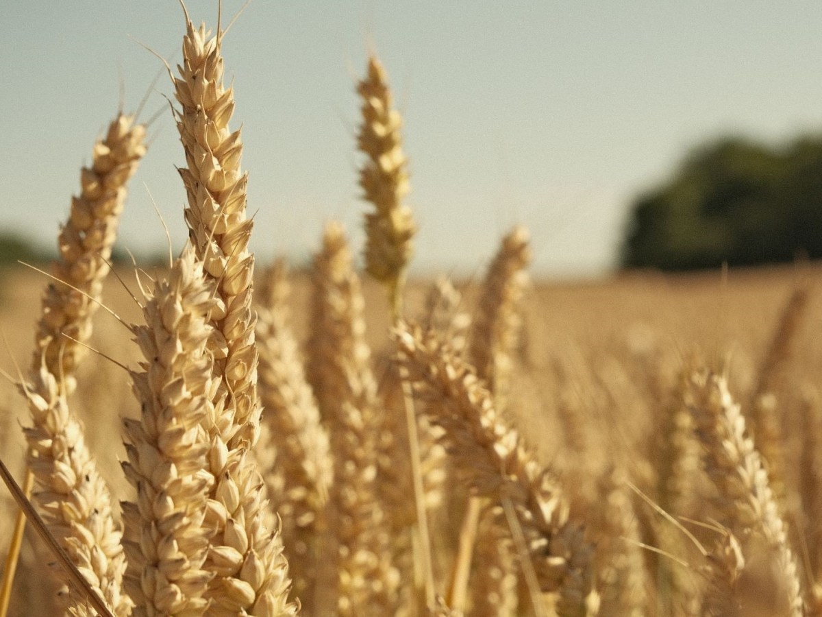 Festival Cream, for the Hazy Days of&nbsp;Summer