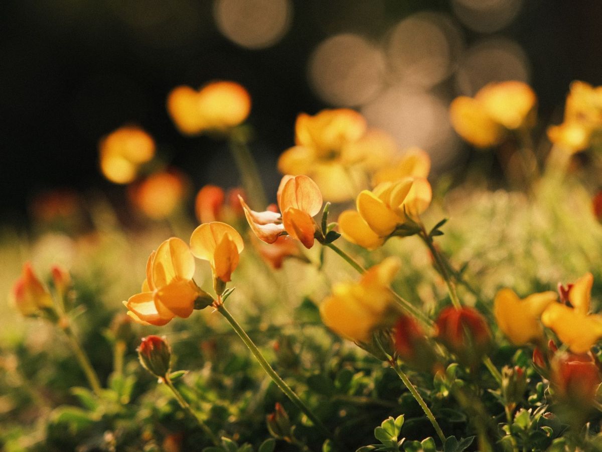 Goldeneye, with Extra Warm&nbsp;Tones