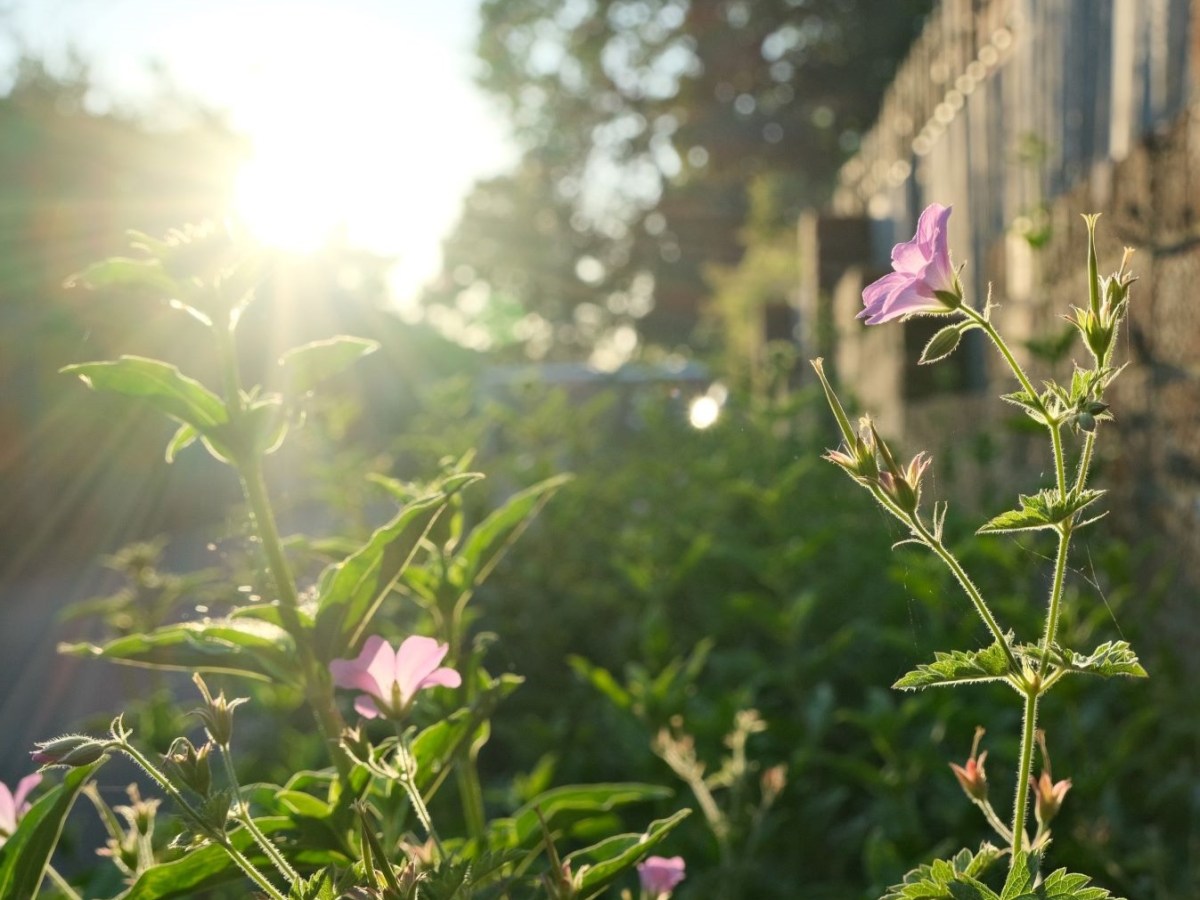 Lucky 13, Clean and Crisp Provia&nbsp;Recipe