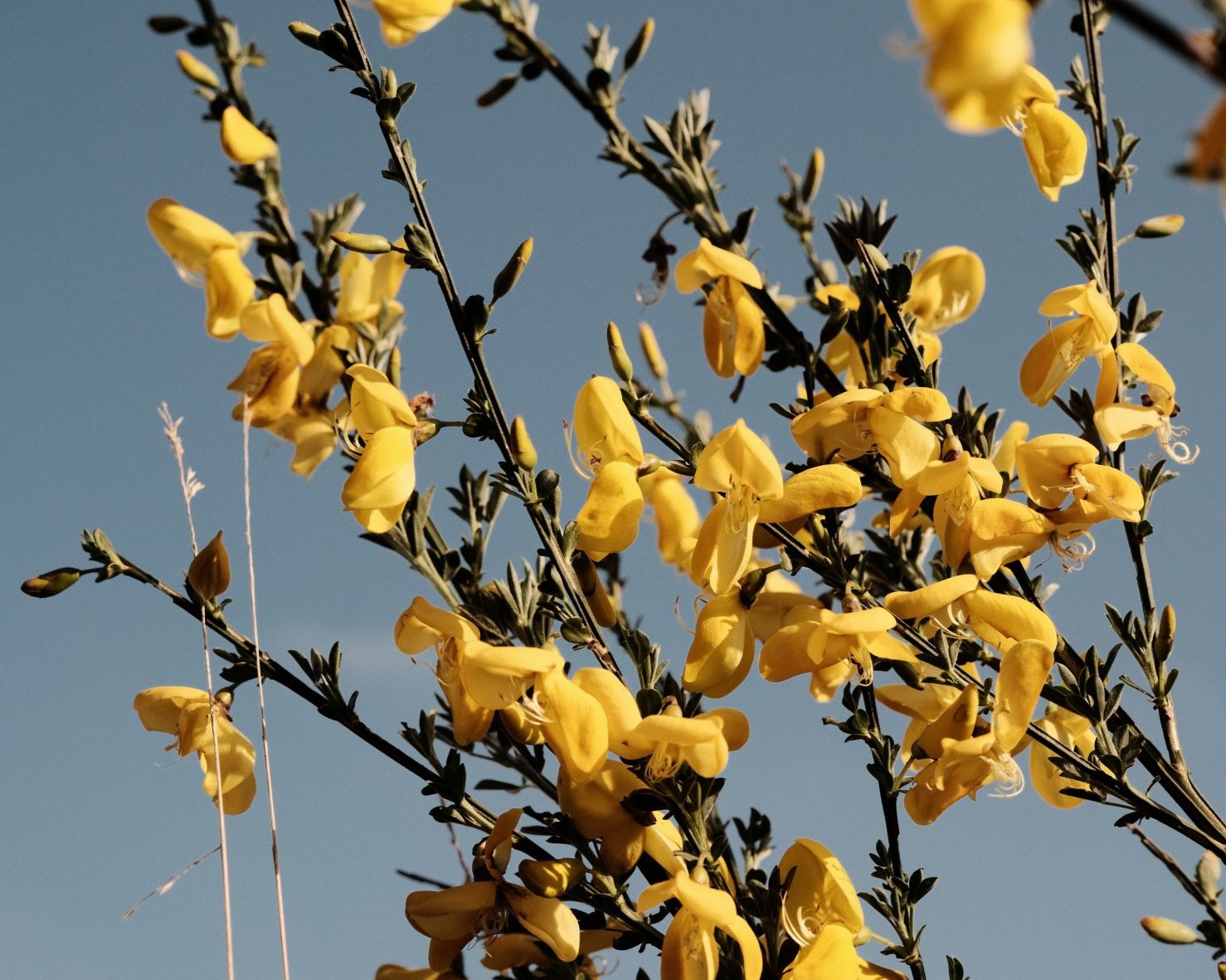 Retrochrome Plus for Contrast + Retro