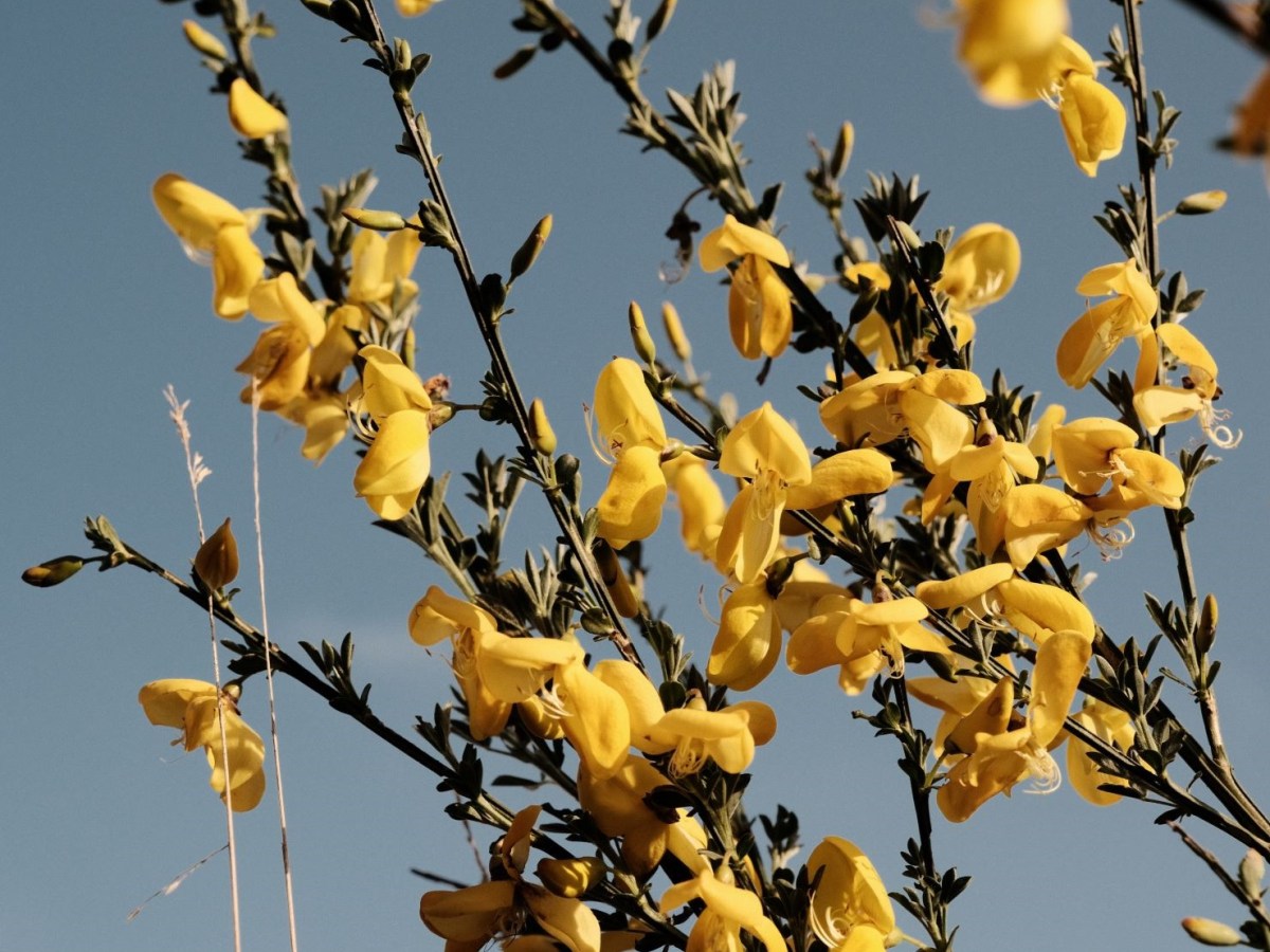 Retrochrome Plus for Contrast +&nbsp;Retro