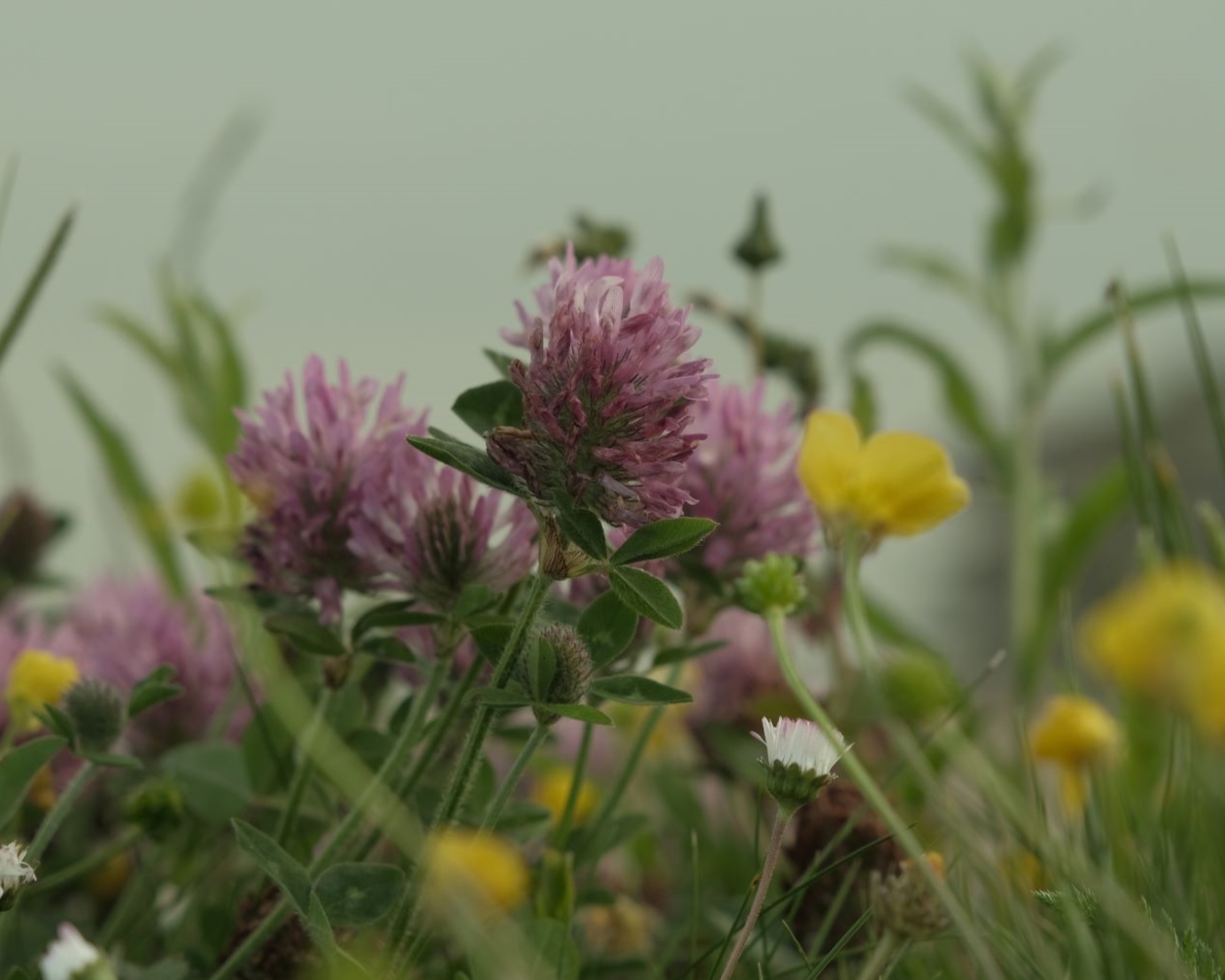 Olive Garden, a Tasty Tone on Cloudy Days