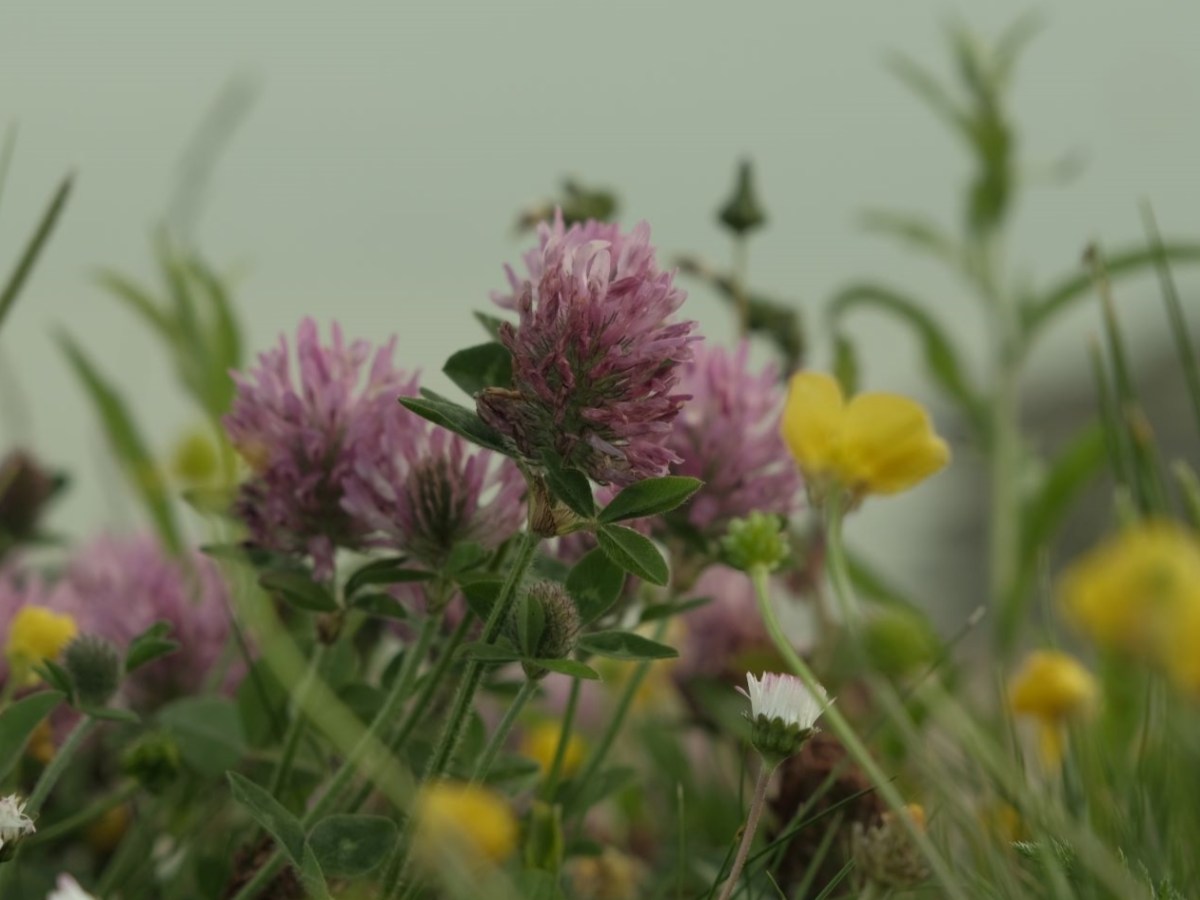 Olive Garden, a Tasty Tone on Cloudy&nbsp;Days