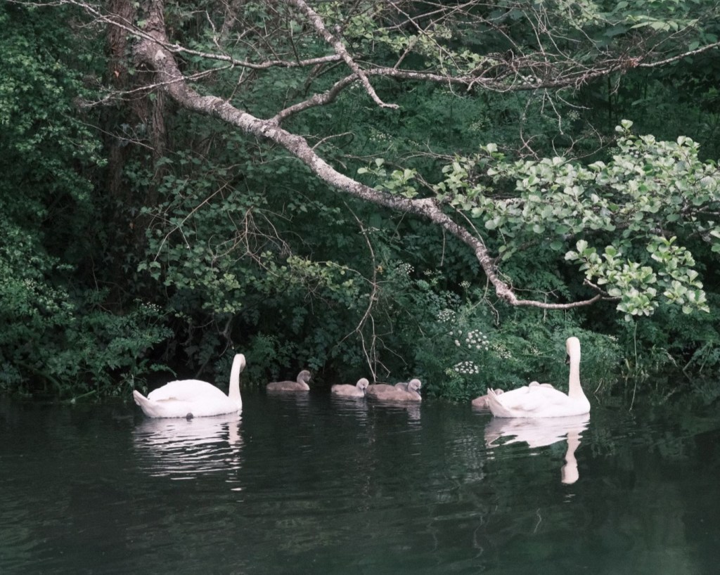 Superia Max, a Faded Fujicolor&nbsp;Look