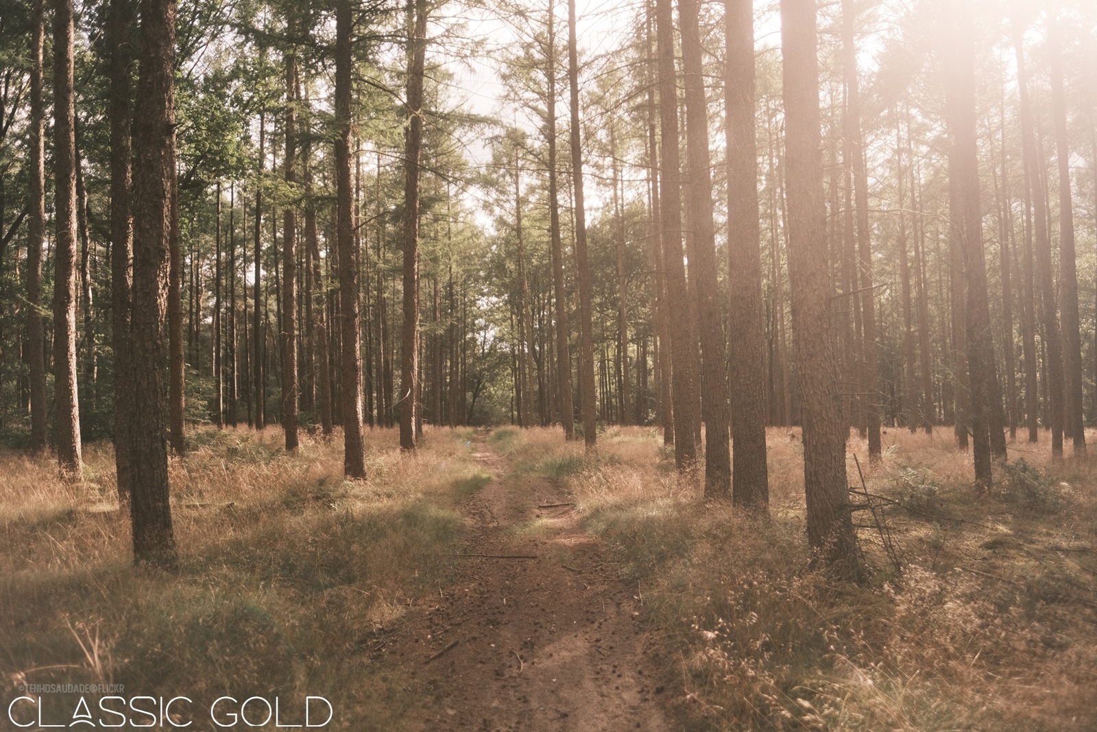 Classic Gold film recipe photo by TheCameraEatsFirst