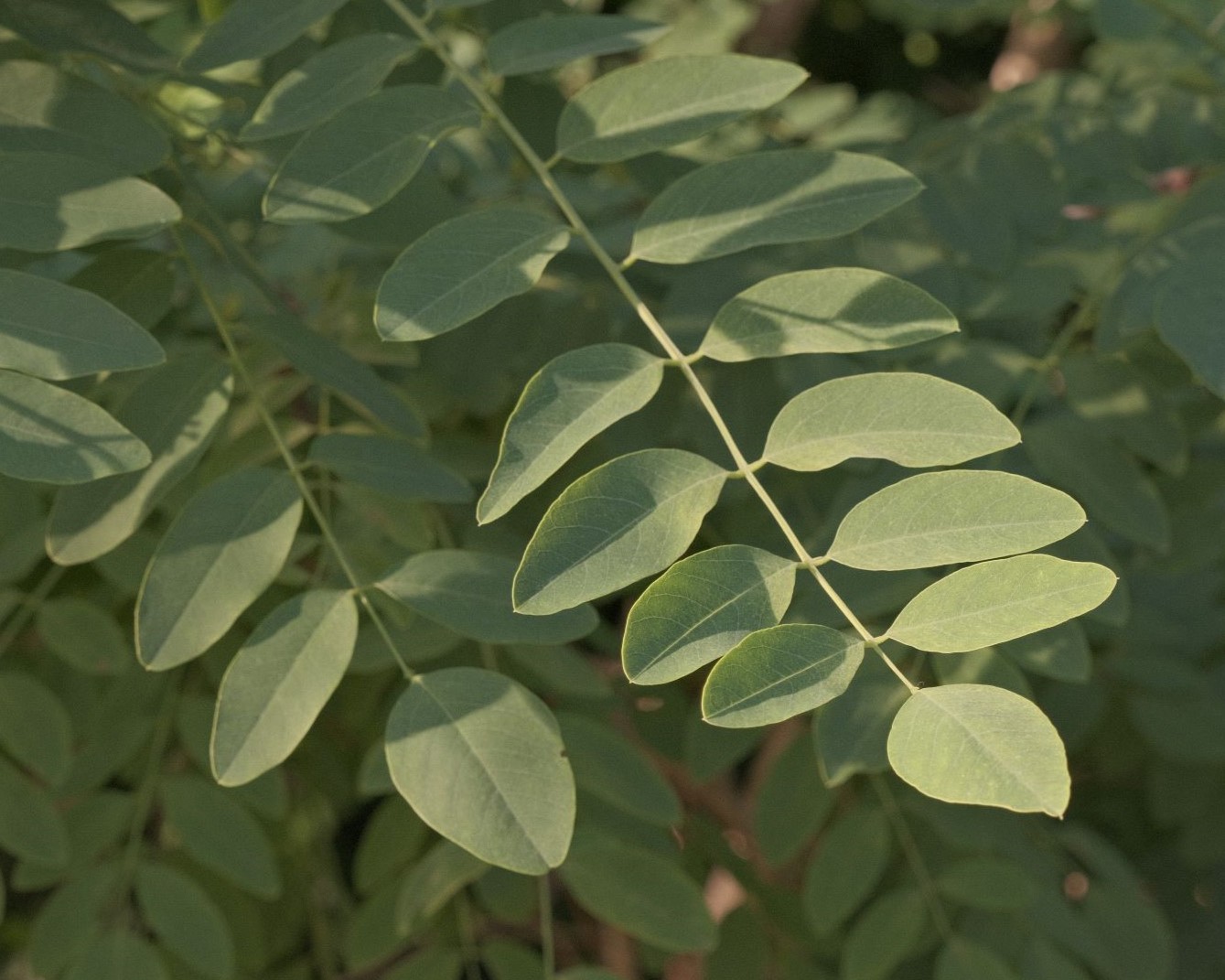 Ultrasoft 77, for Mellow Low Contrast Style