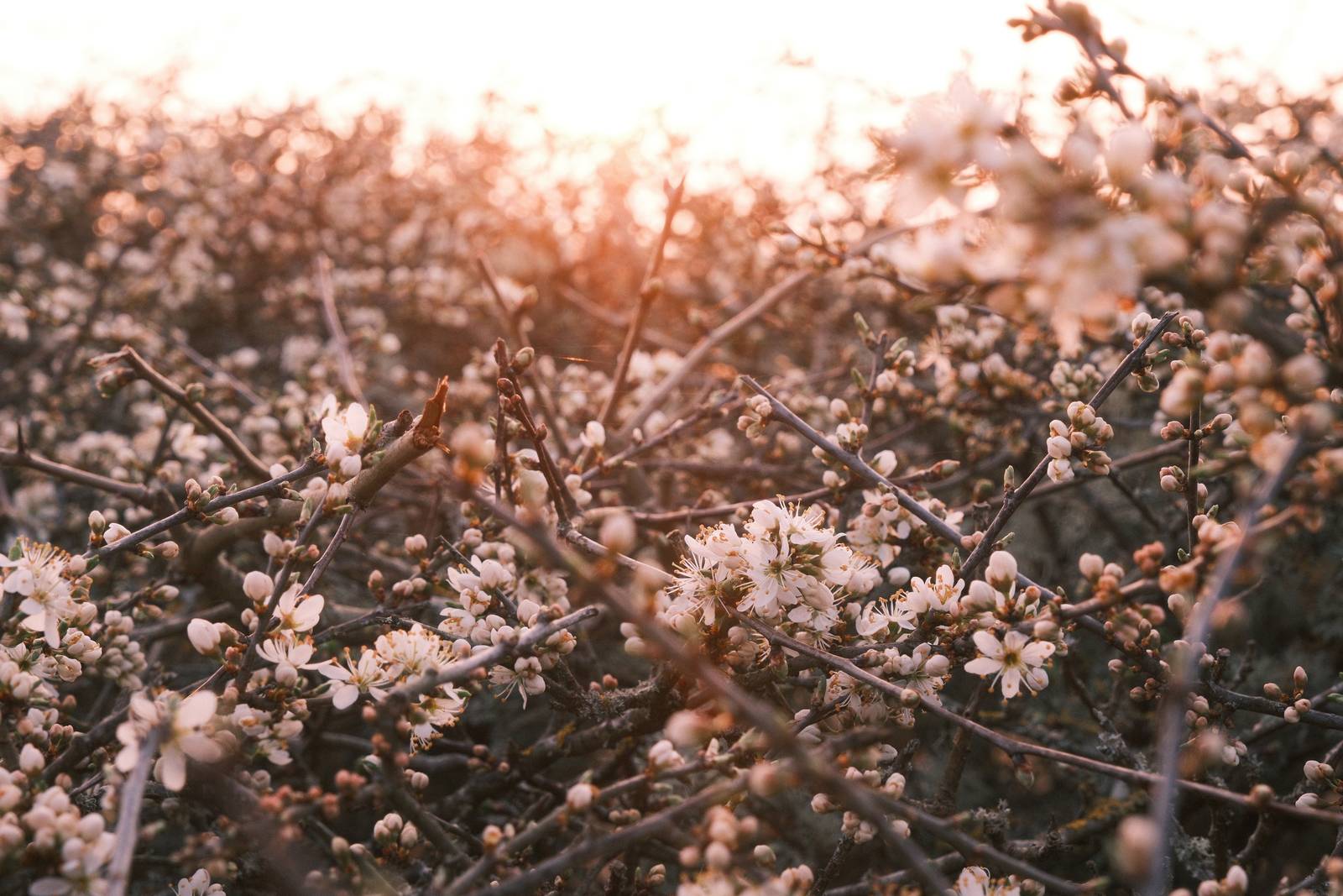 Candy Skies film recipe sample photo