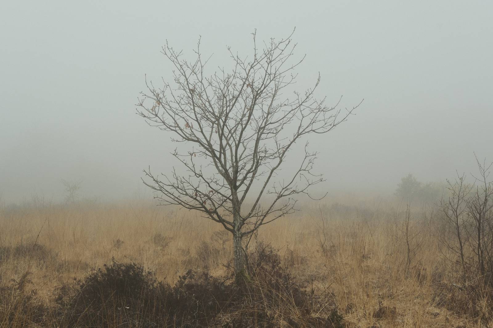 Cinematone film recipe sample photo