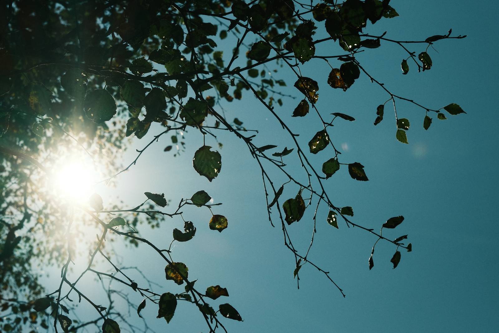 Alpine Sun film recipe sample photo