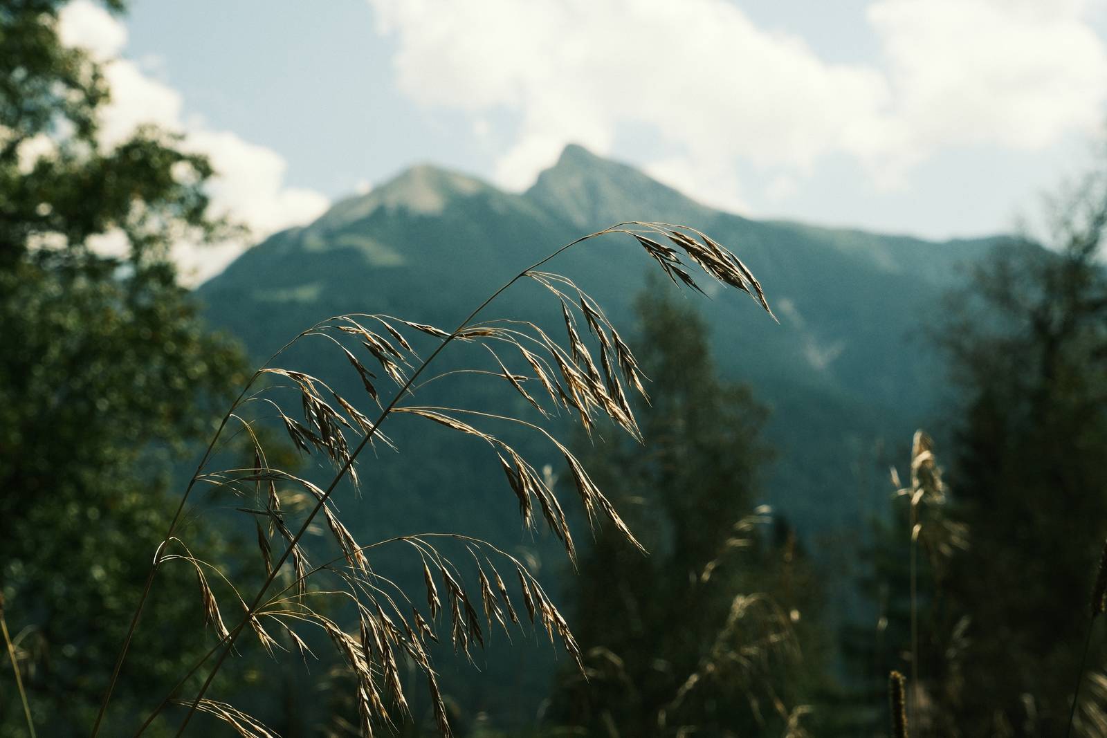 Alpine Sun film recipe sample photo