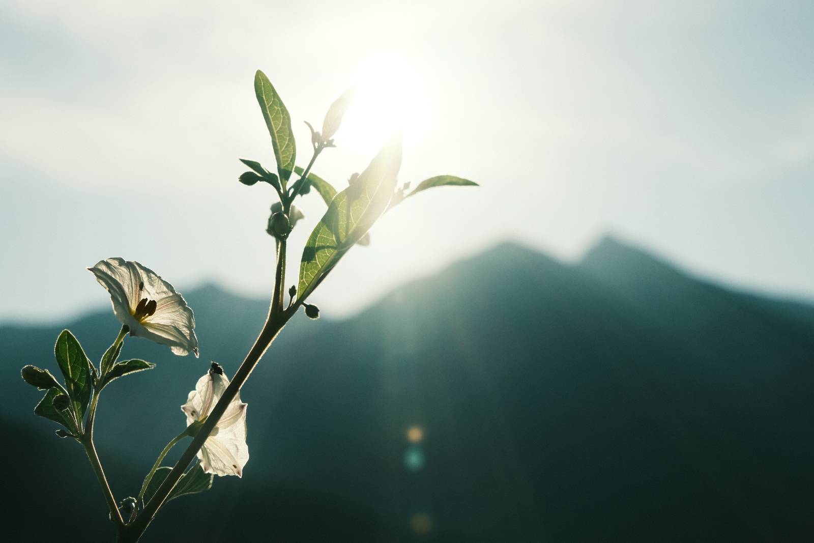 Alpine Sun film recipe sample photo