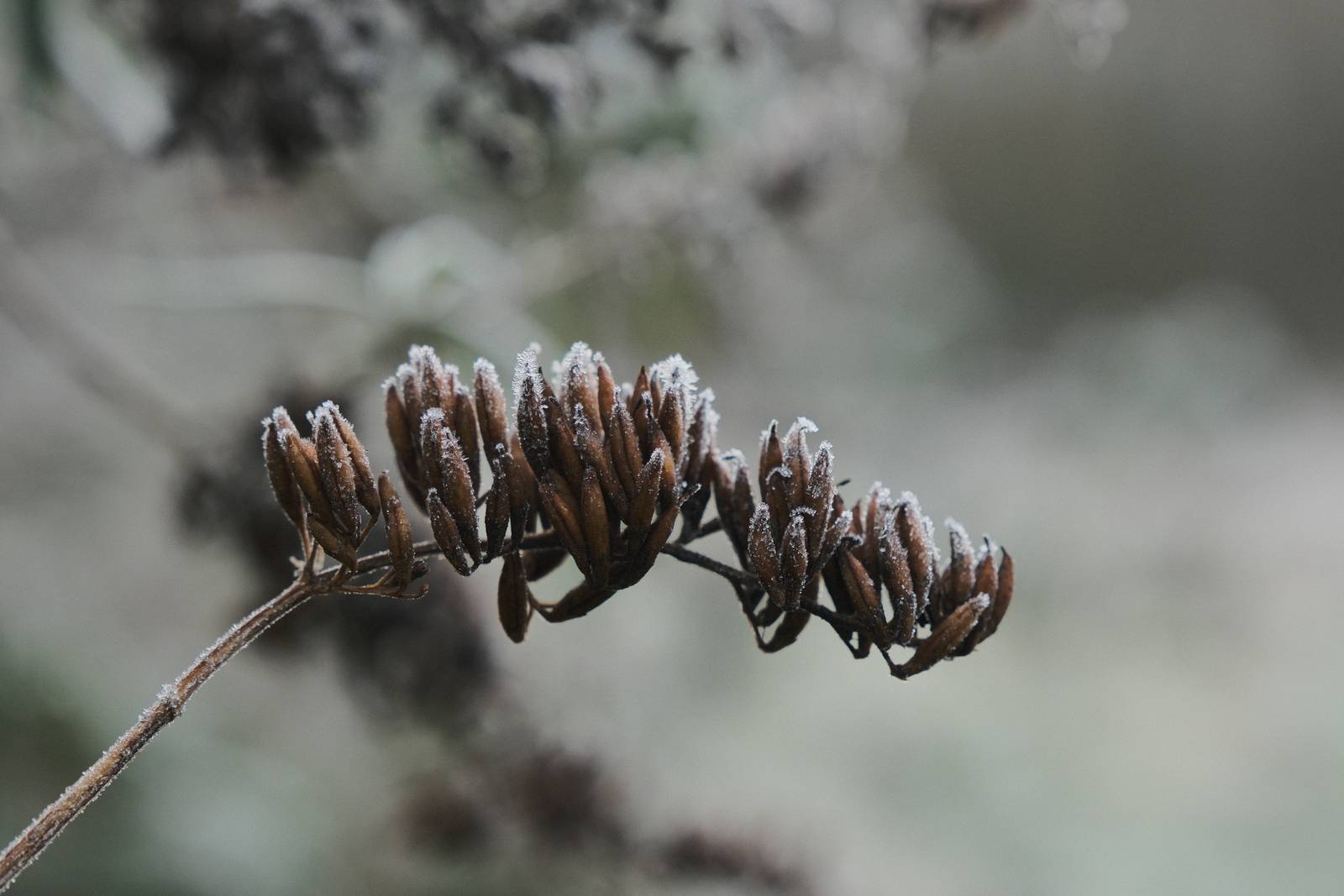 Cinematone film recipe sample photo