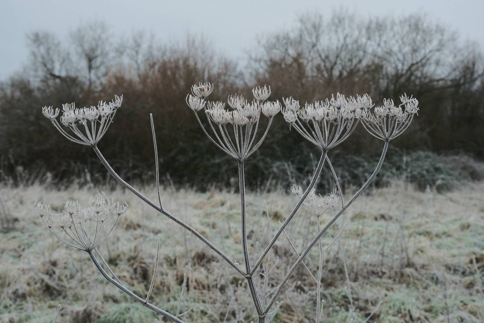 Cinematone film recipe sample photo