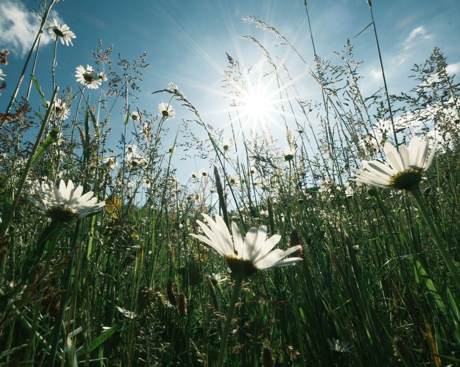Alpine Sun, like Summer in the Mountains