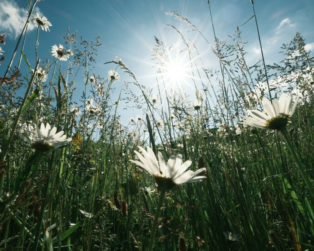 Alpine Sun, like Summer in the&nbsp;Mountains