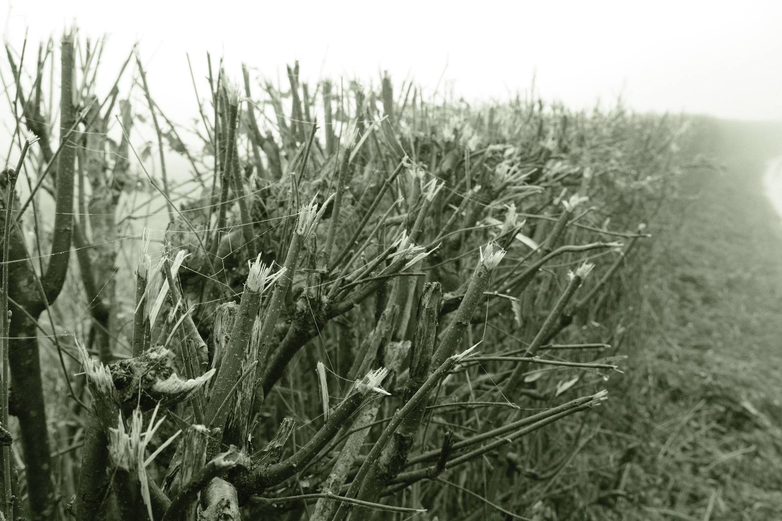 Emerald Mono film recipe sample photo