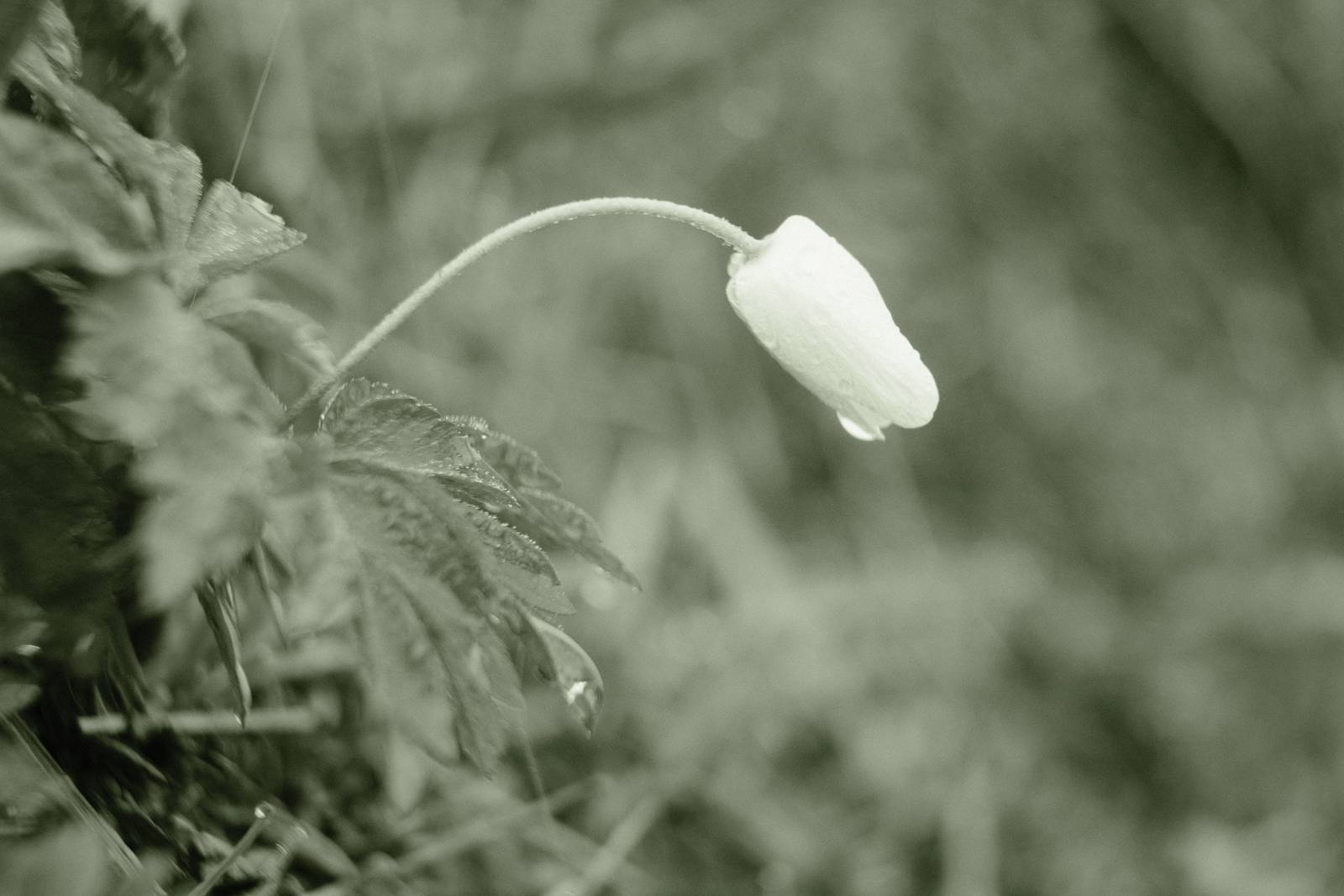 Emerald Mono film recipe sample photo
