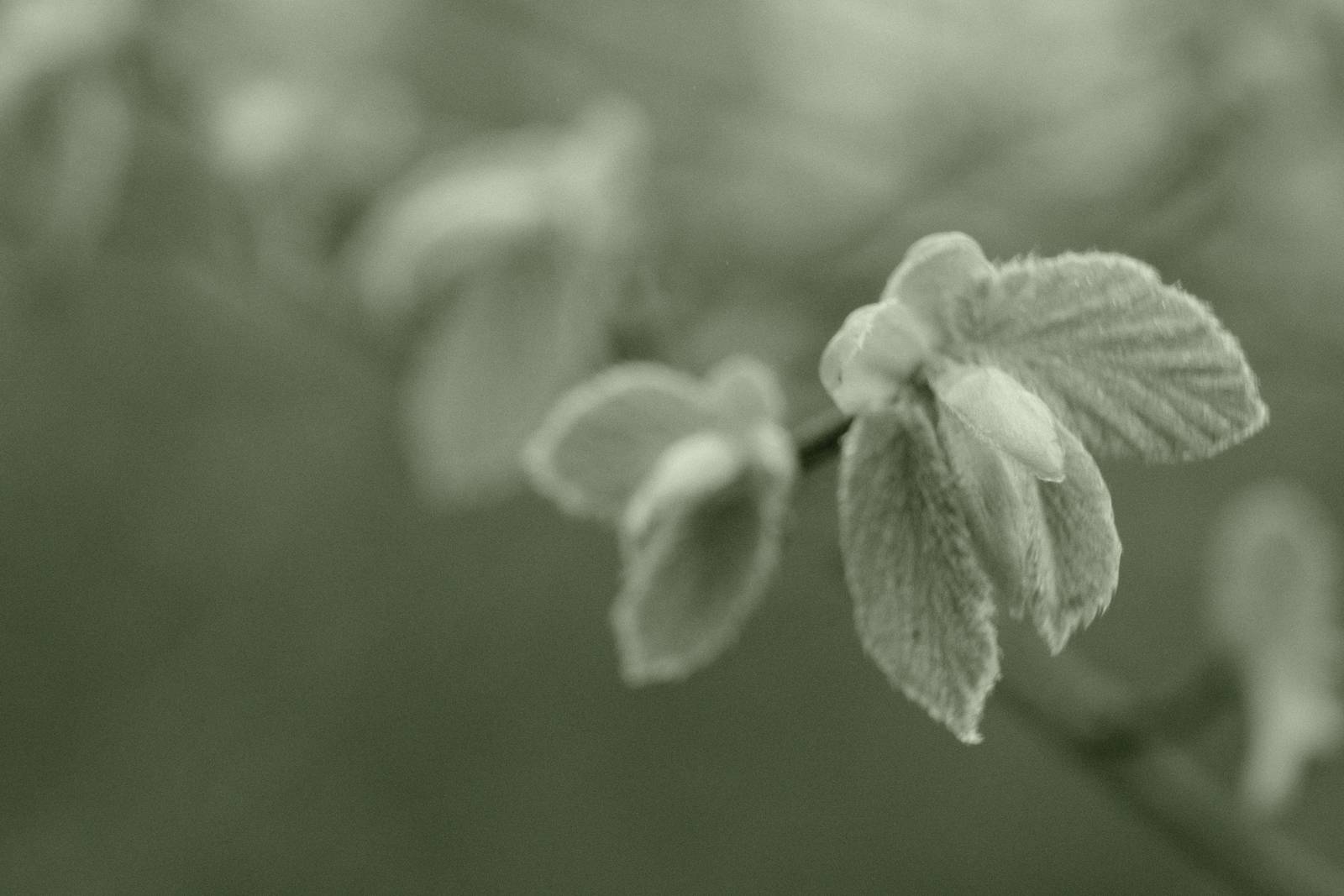 Emerald Mono film recipe sample photo