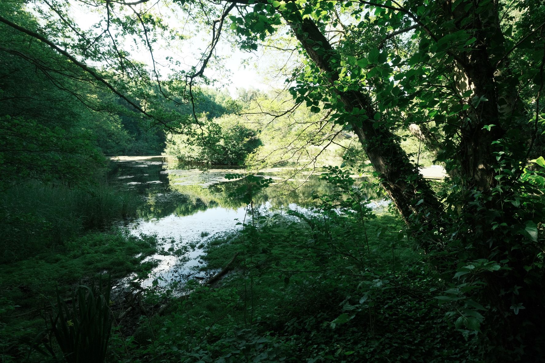 Alpine Sun film recipe sample photo