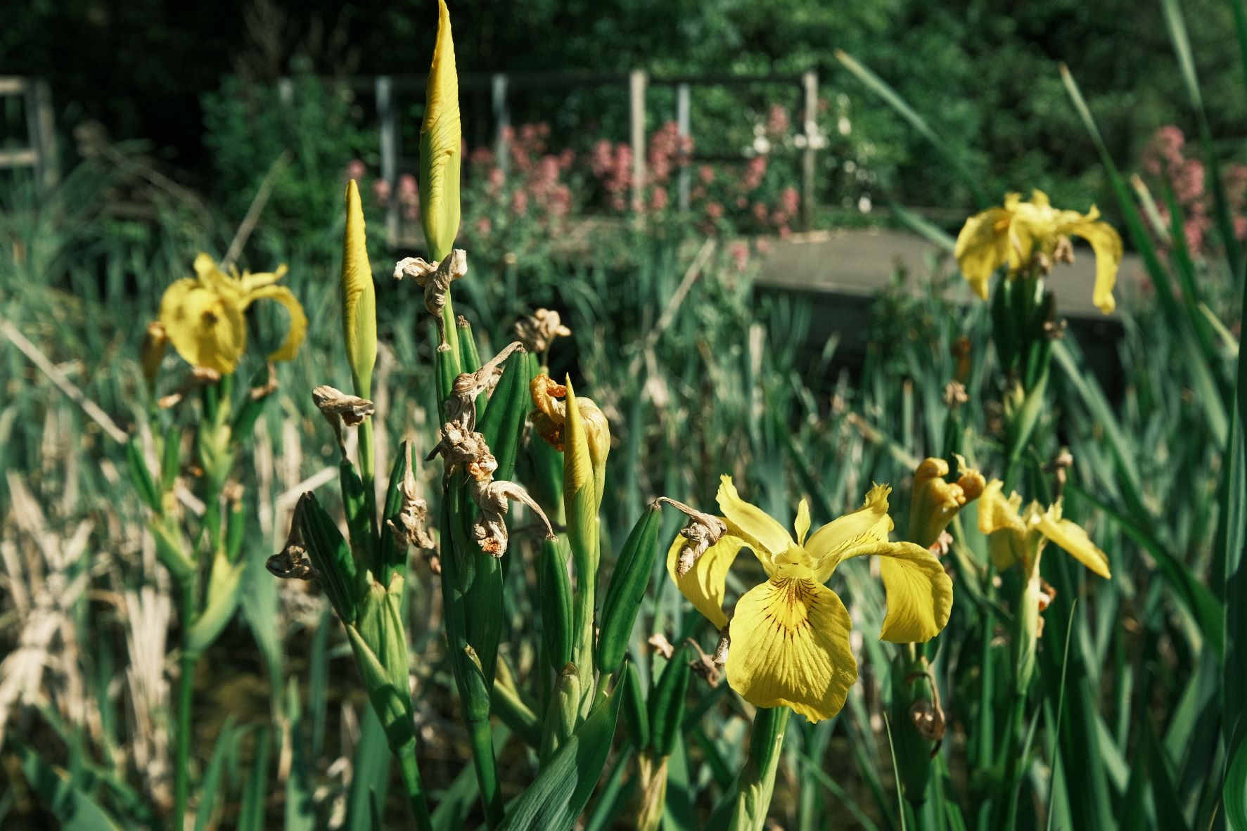 Alpine Sun film recipe sample photo