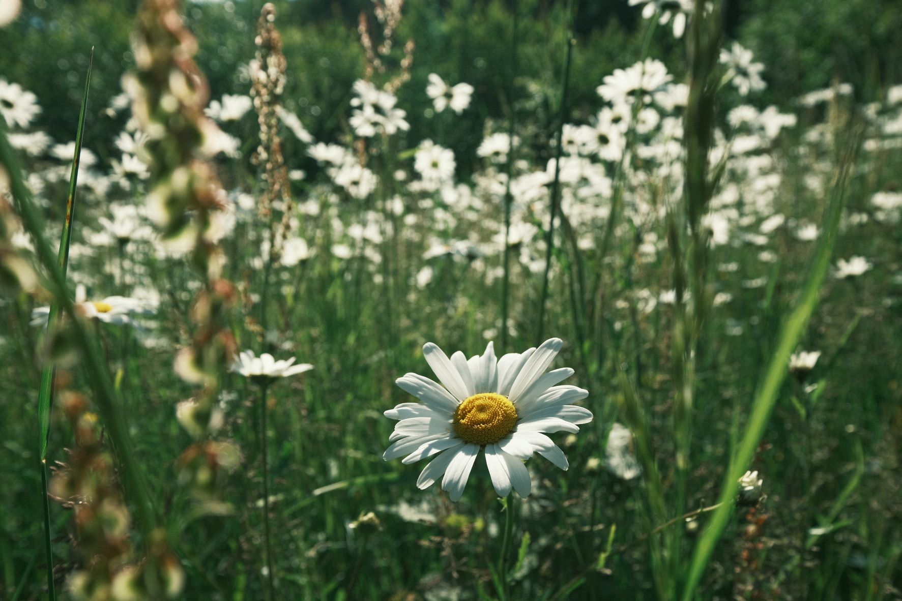 Alpine Sun film recipe sample photo