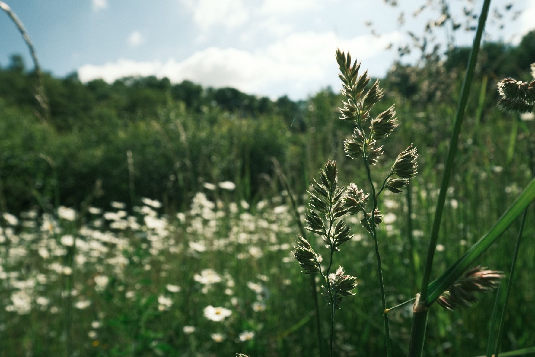 Alpine Sun film recipe sample photo