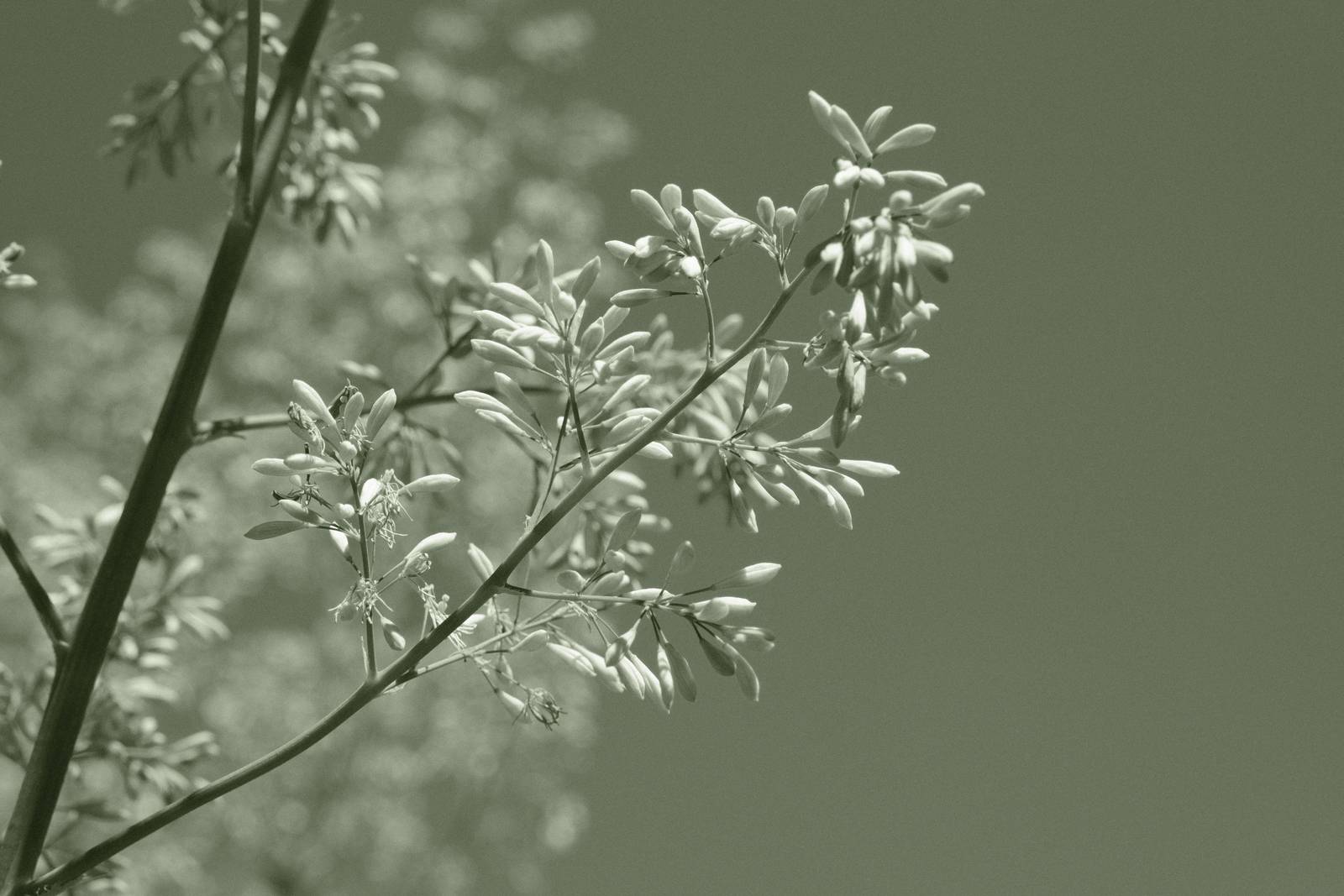 Emerald Mono film recipe sample photo
