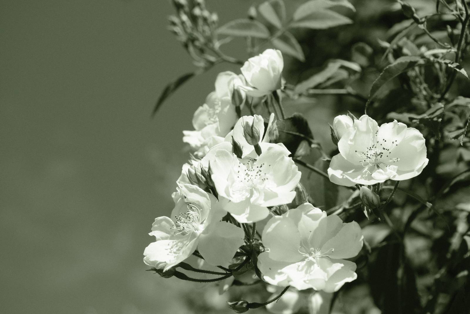 Emerald Mono film recipe sample photo