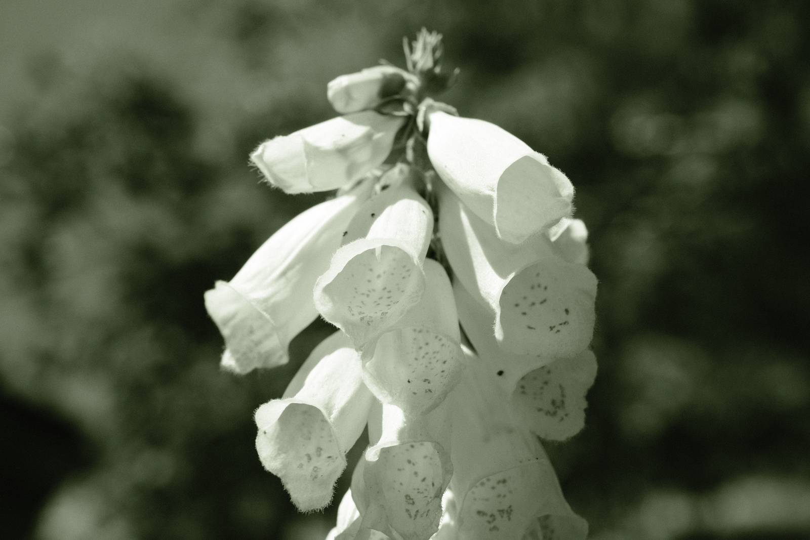 Emerald Mono film recipe sample photo