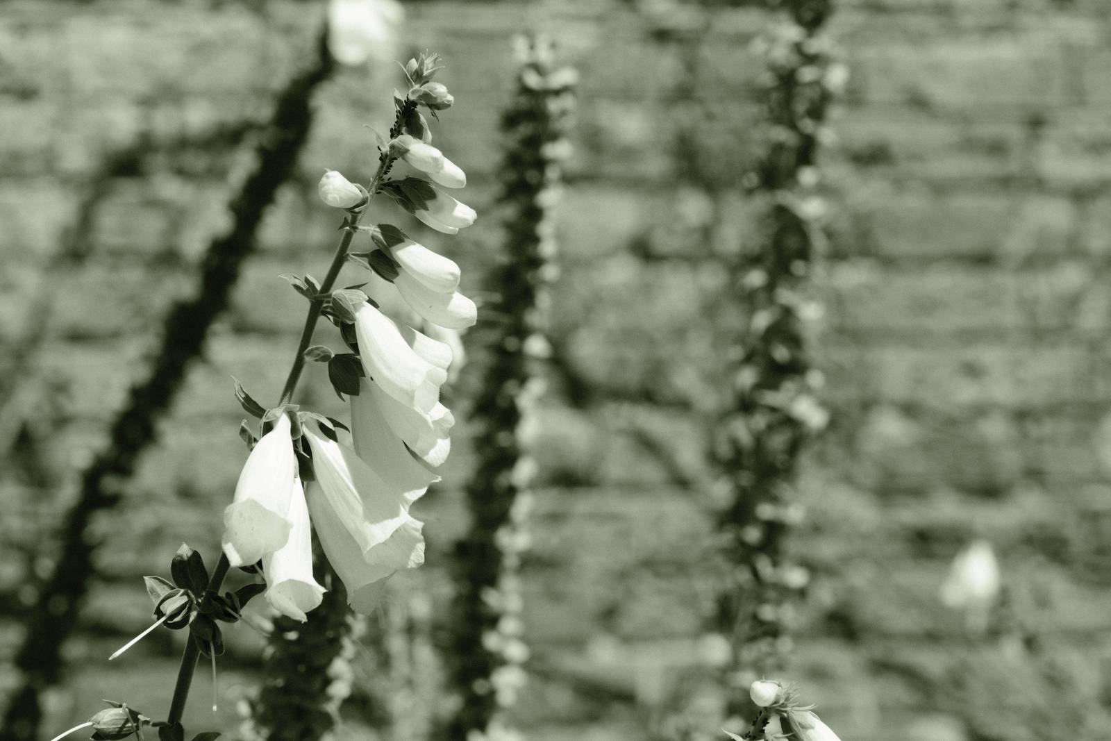 Emerald Mono film recipe sample photo