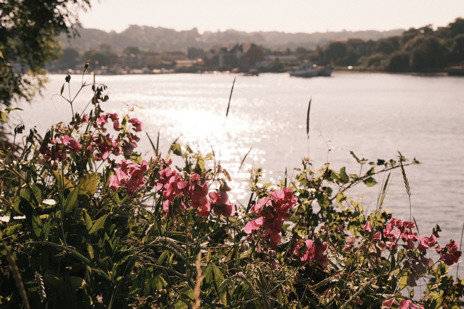 Zinfandel Blush film recipe sample photo