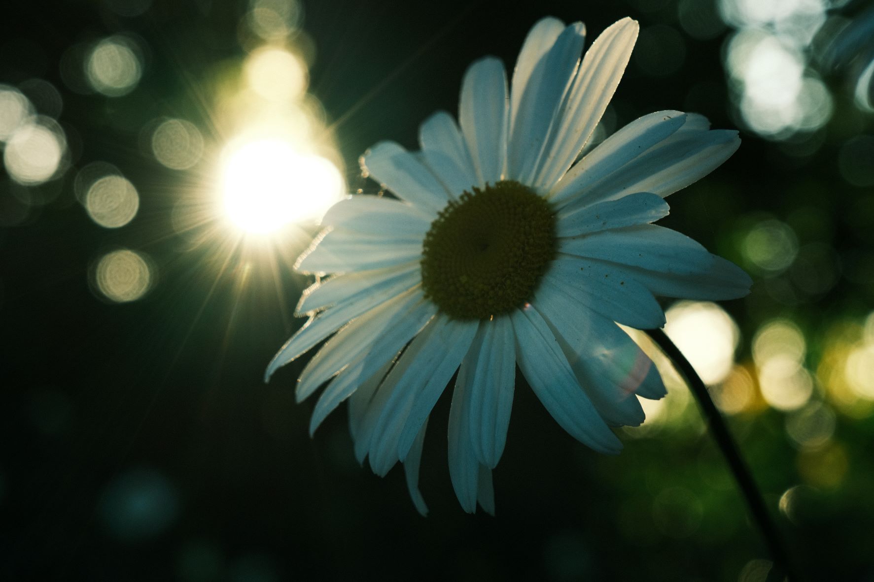 Alpine Sun film recipe sample photo