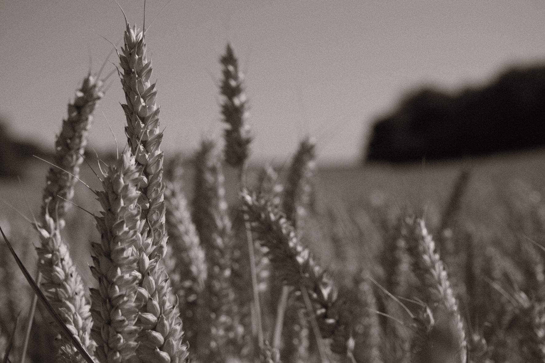 Atarangi Mono film recipe sample photo