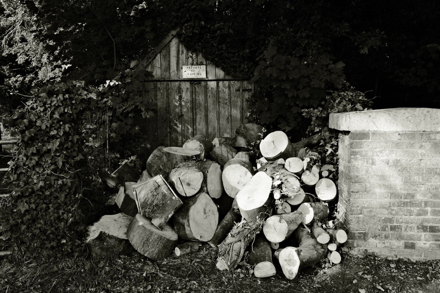 Kodak Tri-X 33 film recipe sample photo