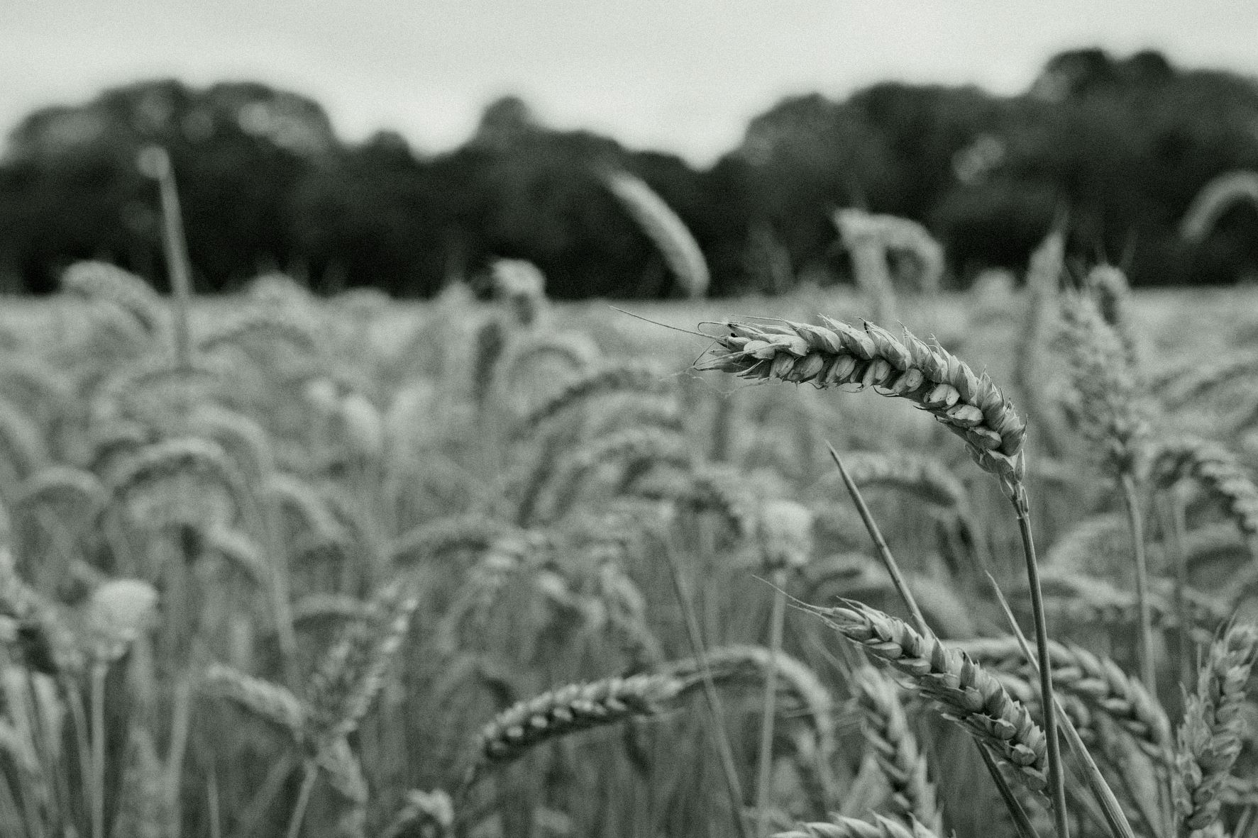 Wilford HG film recipe sample photo